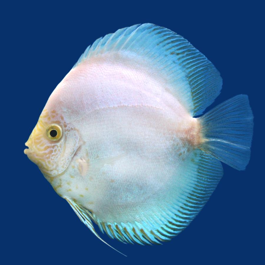 熱帯魚 ホワイトスネーク ディスカス ｍサイズ 人気急上昇 沖縄別途送料 北海道航空便要保温 １匹