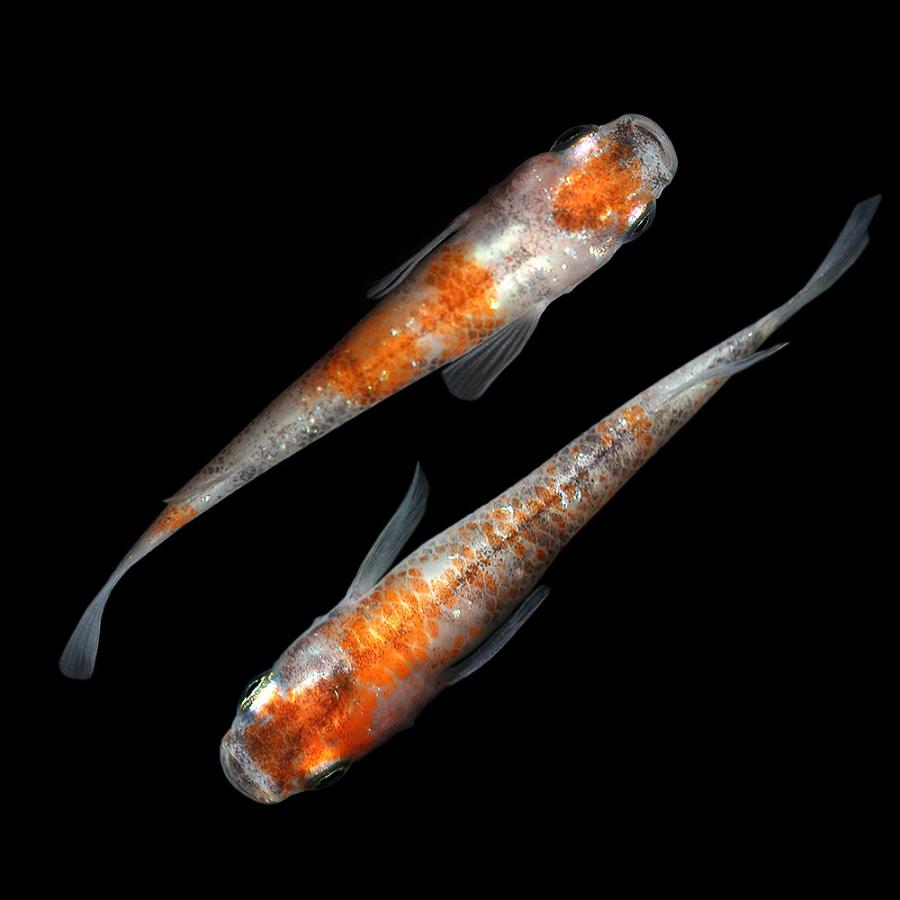 送料無料 即納 ｍ１ ｂ １ペア メダカ 三色ラメ幹之メダカ 店 Charm 熱帯魚 アクアリウム用品 沖縄別途送料 三色ラメ幹之メダカ めだか 一点物 チャーム 通販 メダカ Timenlife Com