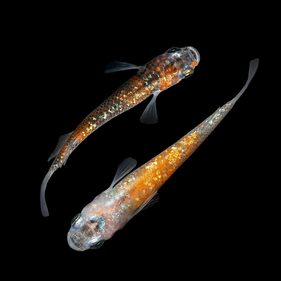 めだか 一点物 月弓メダカ ｍ２ ａ １ペア チャーム 沖縄別途送料 チャーム Charm Charm 店 メダカ 通販