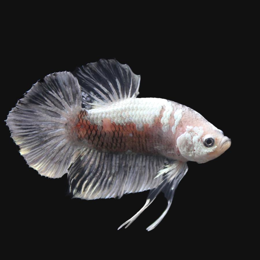 熱帯魚 一点物 Paypayモール店 ベタ ハーフムーンプラカット クリアホワイト オス １匹 北海道 九州航空便要保温 沖縄別途送料 チャーム Charm 店 観賞魚生体 Charm 通販