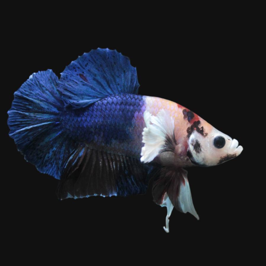 熱帯魚 一点物 ベタ エレファントイアープラカット ブルー チャーム レッド マーブル オス １匹 熱帯魚 北海道 九州航空便要保温 沖縄別途送料 チャーム Charm 店 通販