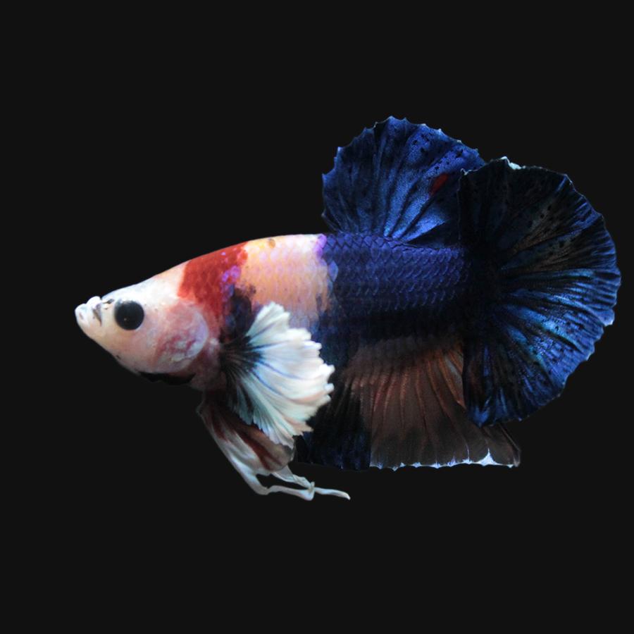 熱帯魚 一点物 ベタ エレファントイアープラカット ブルー チャーム レッド マーブル オス １匹 熱帯魚 北海道 九州航空便要保温 沖縄別途送料 チャーム Charm 店 通販