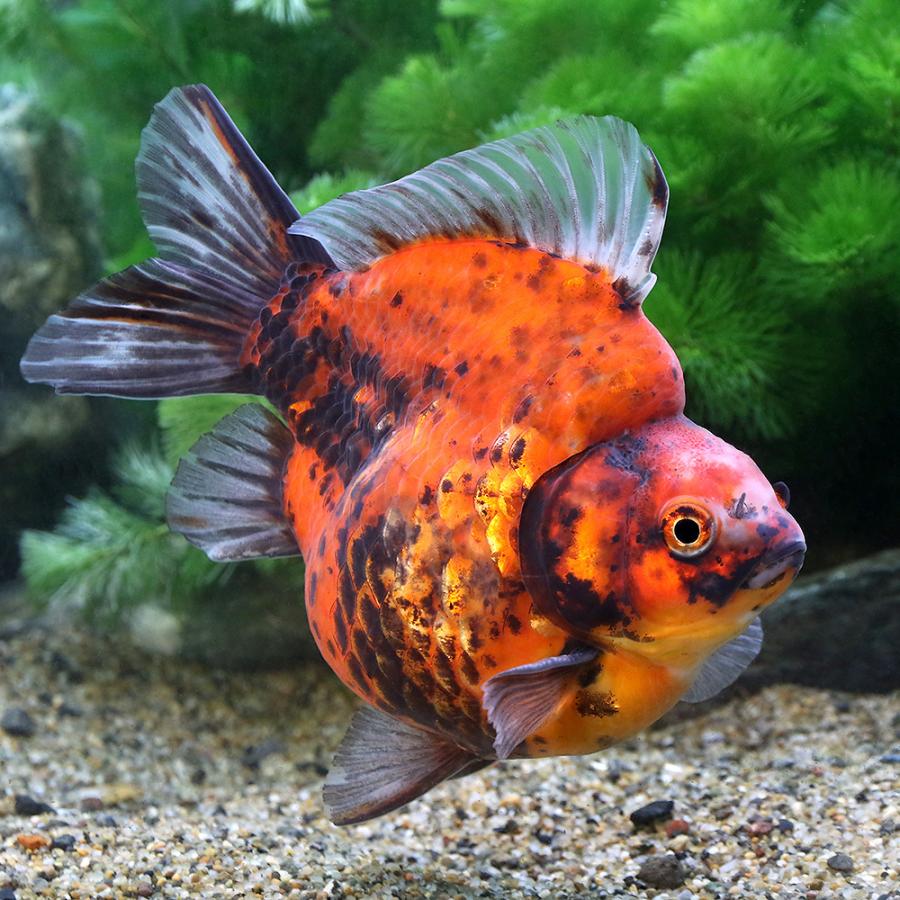 として 金魚 一点物 チャーム Charm Paypayモール店 通販 Paypayモール 琉金 フナ尾