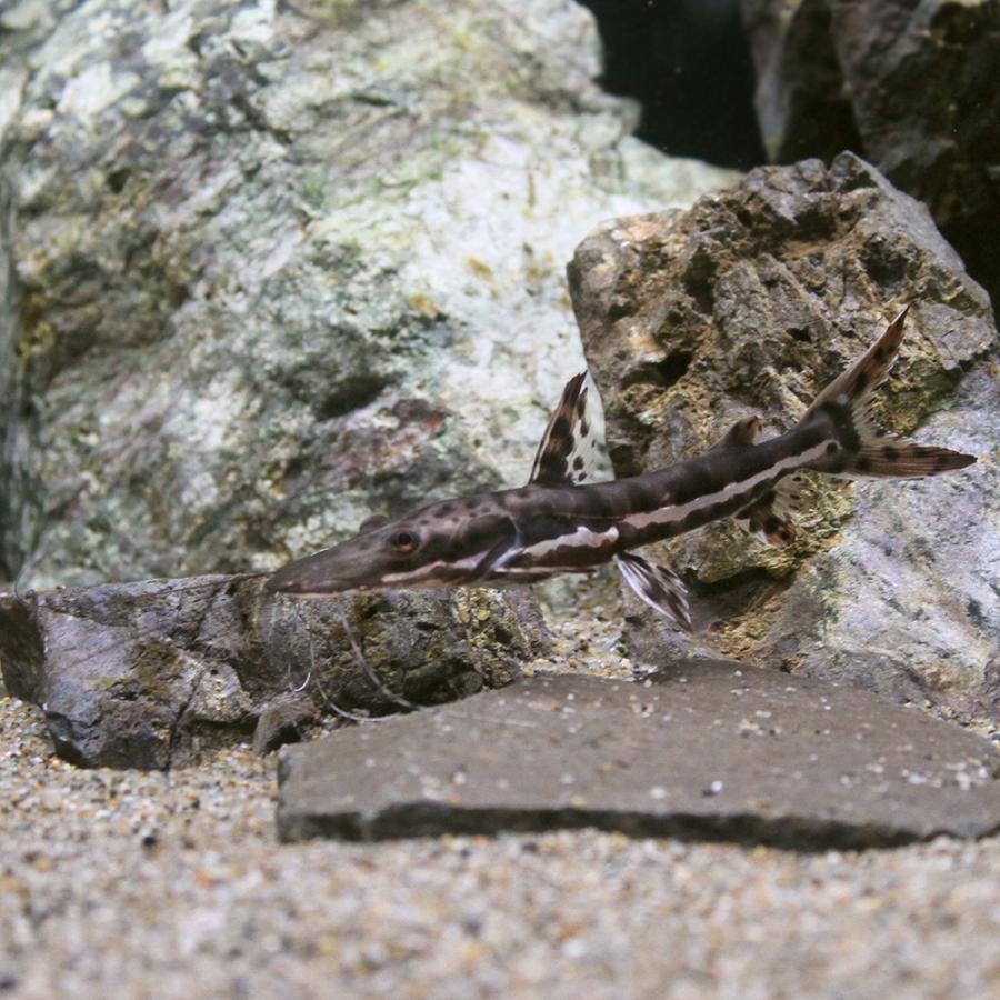 （熱帯魚）タイガーシャベルノーズ・キャット（ブリード）（１匹）　北海道・九州航空便要保温｜chanet｜02