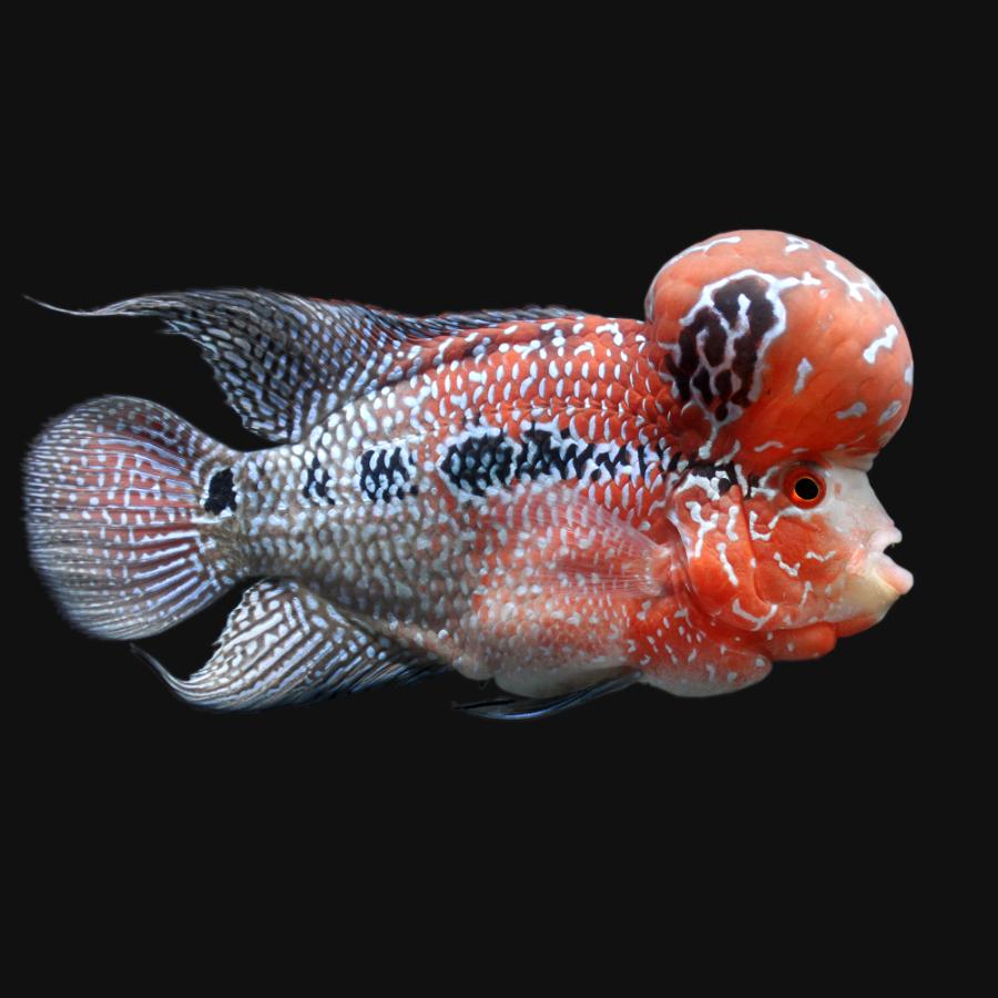 売り切れ必至 熱帯魚 一点物 フラワーホーン １匹 沖縄別途送料 北海道 九州航空便要保温 即納最大半額 Iniciatupyme Cl