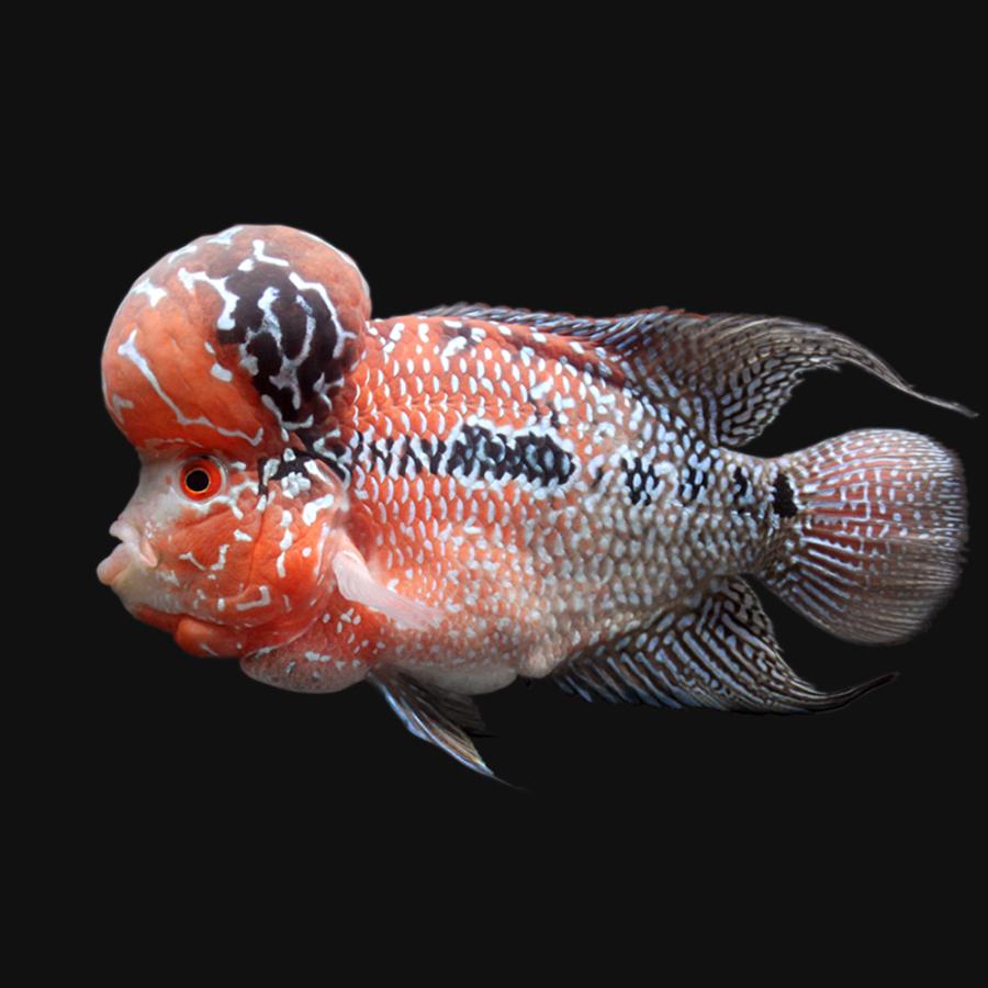 売り切れ必至 熱帯魚 一点物 フラワーホーン １匹 沖縄別途送料 北海道 九州航空便要保温 即納最大半額 Iniciatupyme Cl