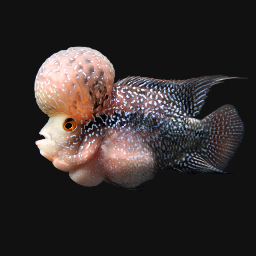 高級感 熱帯魚 一点物 ショートボディフラワーホーン ７ ９ｃｍ １匹 北海道 九州航空便要保温 沖縄別途送料 注目ブランド Ihmc21 Com