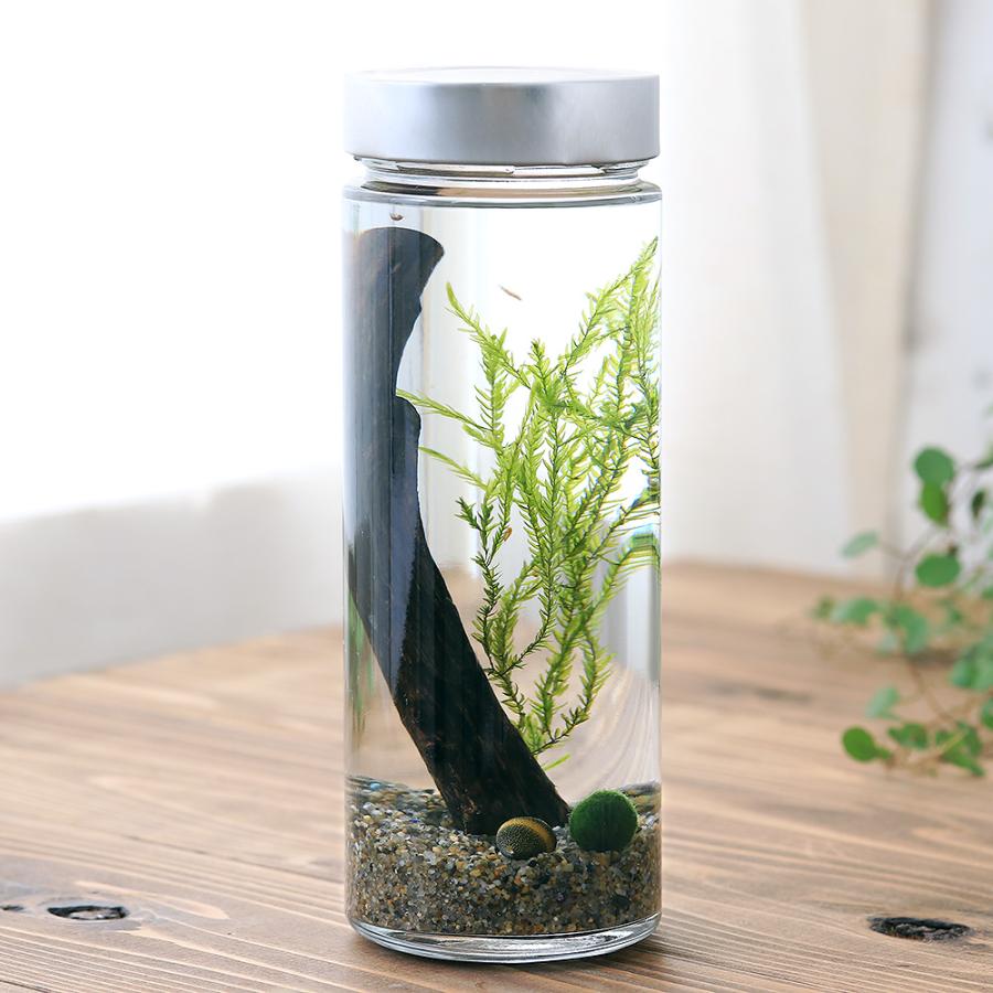 エビ ヨコエビボトル 小さな生体系観察ｄｘセット 本州四国限定 チャーム Charm Paypayモール店 通販 Paypayモール