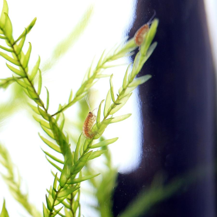 エビ ヨコエビボトル 小さな生体系観察ｄｘセット 本州四国限定 チャーム Charm Paypayモール店 通販 Paypayモール