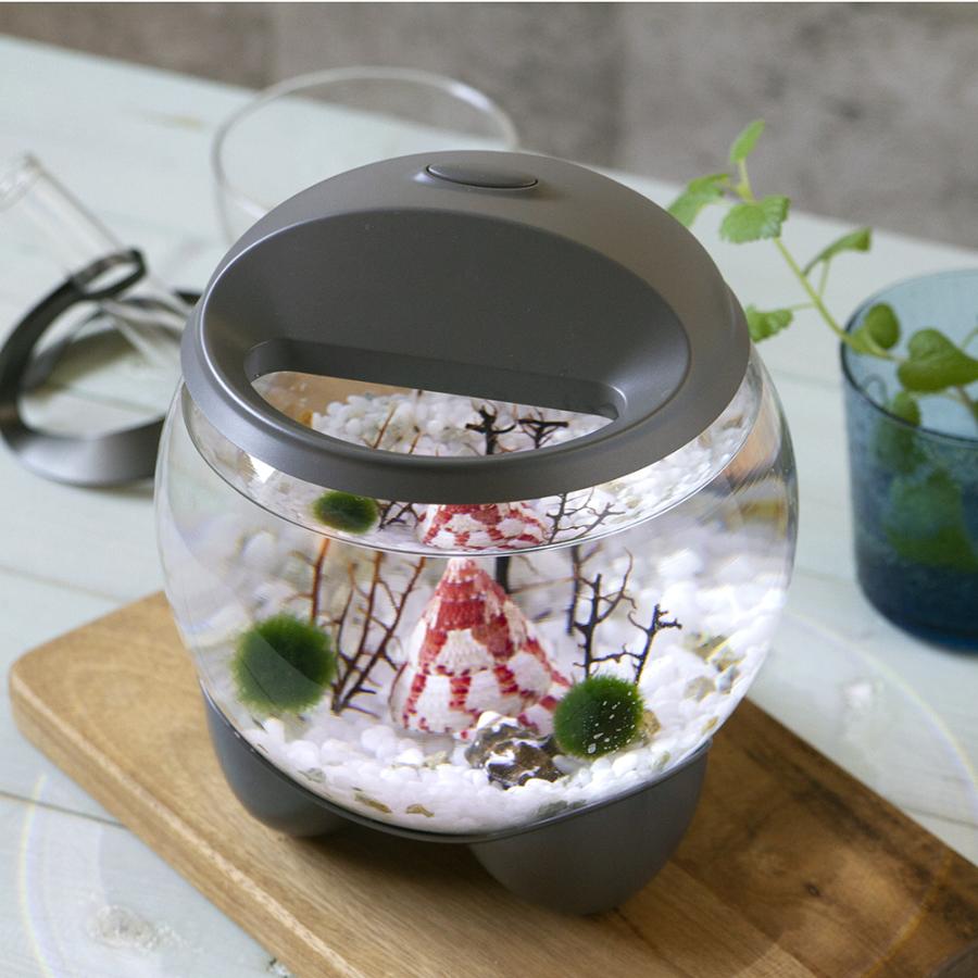 エビ テトラ アクアセラピー ホロホロシュリンプセット 本州四国限定 チャーム Charm Paypayモール店 通販 Paypayモール