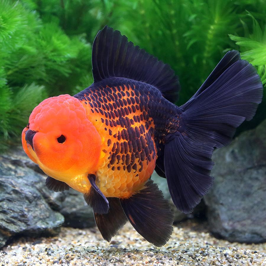 レッド オランダ ファンテイル 金魚