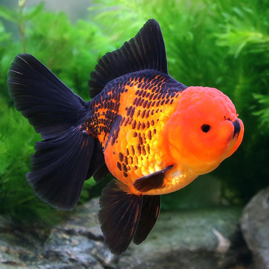 レッド オランダ ファンテイル 金魚