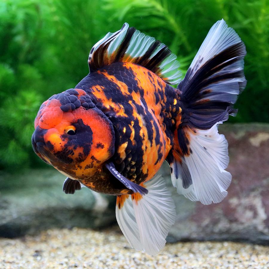 高知インター店 金魚 一点物 オランダシシガシラ ローズテール タイ産 ９ｃｍ １匹 沖縄別途送料 代引不可 Too Kcs Kz