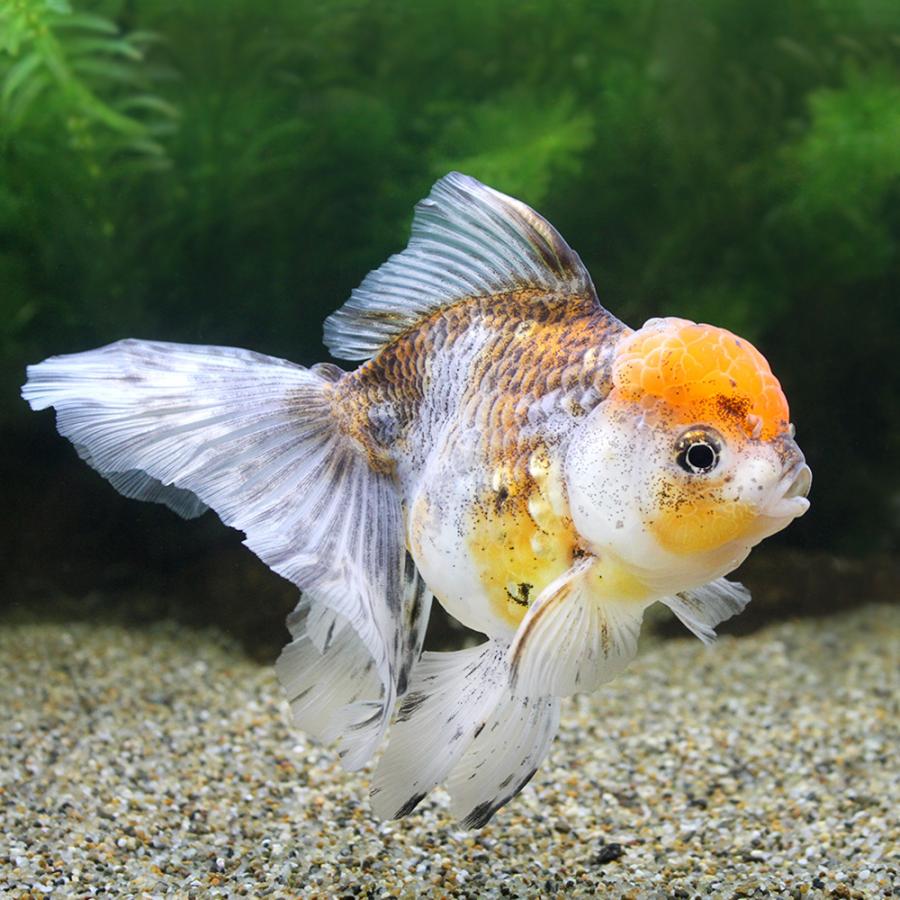 Rakuten 金魚 一点物 オランダシシガシラ ローズテール タイ産 ８ｃｍ １匹 沖縄別途送料 超人気の Zoetalentsolutions Com