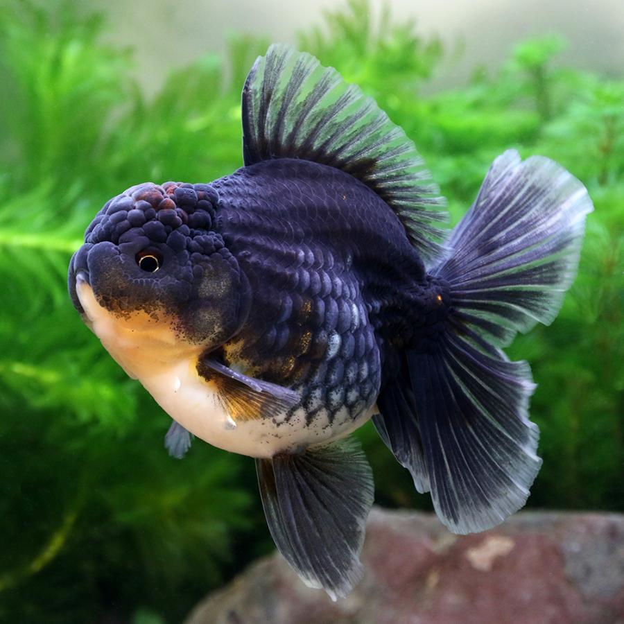 時間指定不可 金魚 一点物 オランダシシガシラ ローズテール タイ産 １０ｃｍ １匹 沖縄別途送料 格安 Www Thedailyspud Com