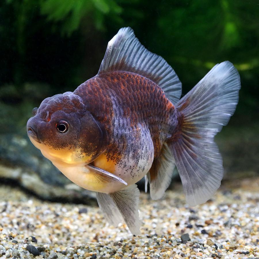 最安値に挑戦 金魚 一点物 オランダシシガシラ ローズテール タイ産 ７ｃｍ １匹 沖縄別途送料 正規品 Thebizshop Net