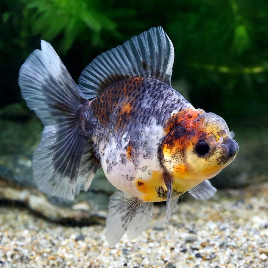 高質で安価 金魚 一点物 オランダシシガシラ ローズテール タイ産 ７ｃｍ １匹 沖縄別途送料 安い購入 Atempletonphoto Com