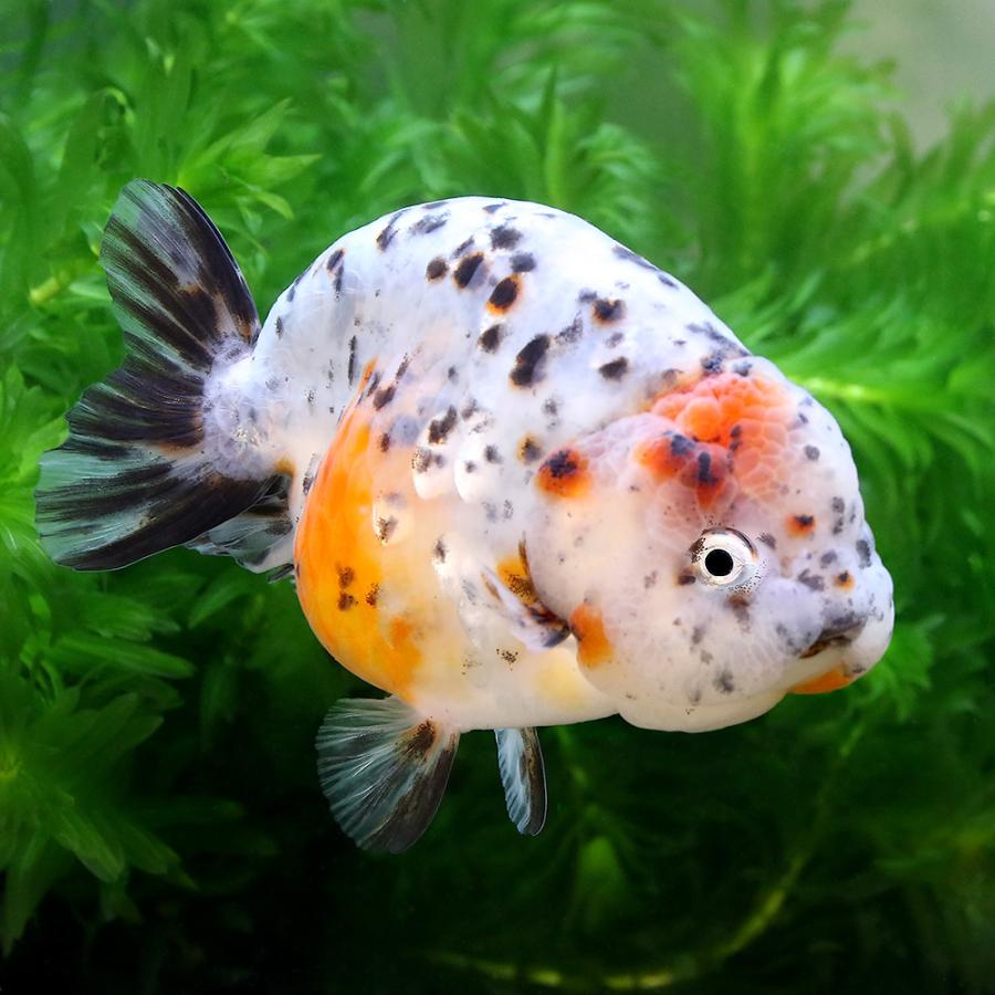 数量限定 特売 金魚 江戸錦 １０ １２cm 中国産 １匹 沖縄別途送料 北海道航空便要保温 最終値下げ Www Muslimaidusa Org