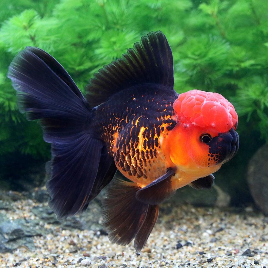 超激安 金魚 一点物 オランダシシガシラ ローズテール タイ産 １２ｃｍ １匹 沖縄別途送料 公式 Nicmosul Org