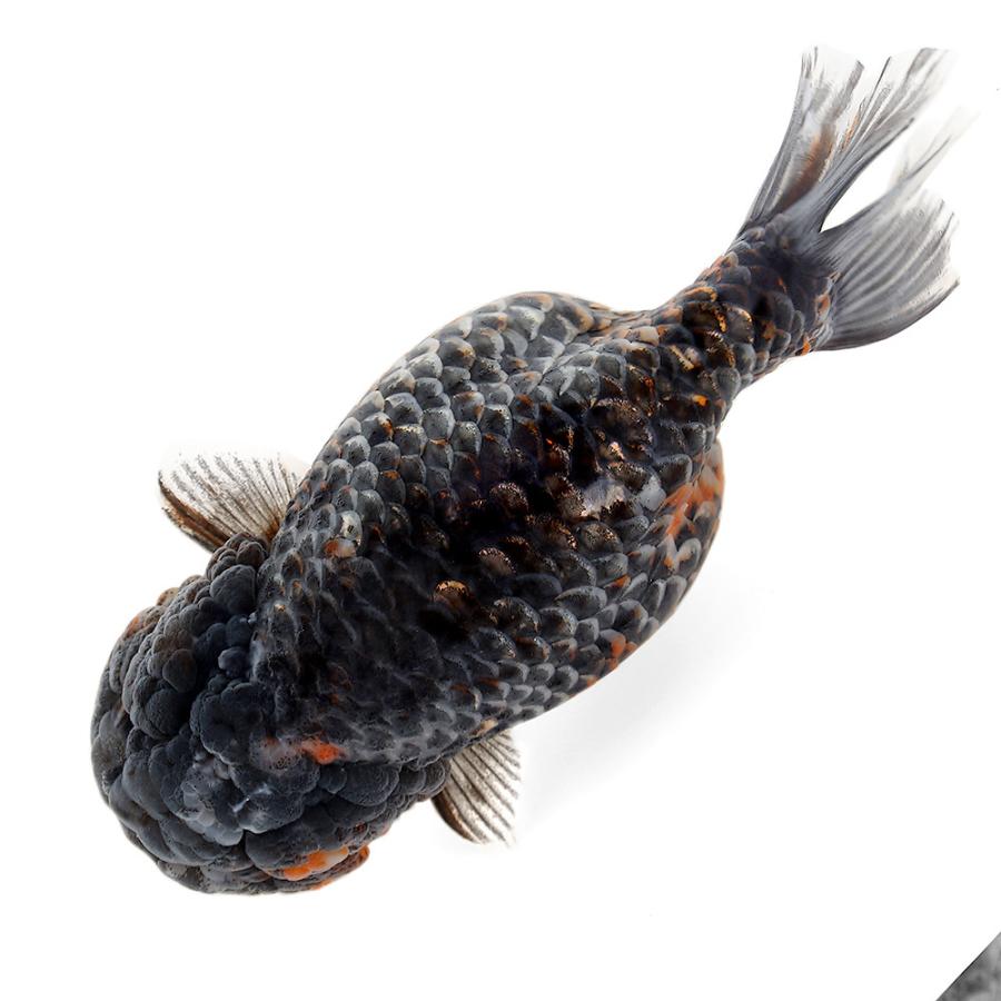 金魚 一点物 江戸錦 １５ｃｍ 中国産 沖縄別途送料 チャーム Charm Paypayモール店 通販 Paypayモール