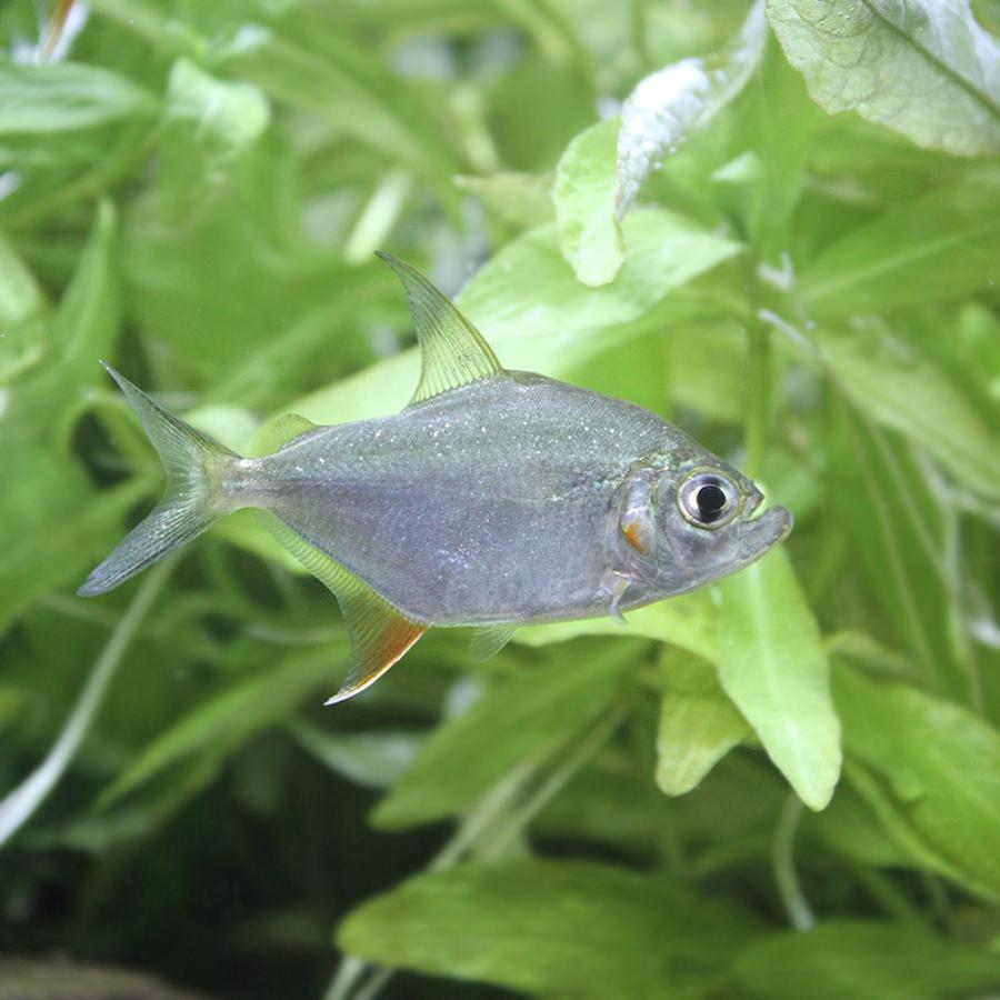 熱帯魚 ウィンプル ピラニア ワイルド 期間限定特価品 北海道 九州航空便要保温 １匹