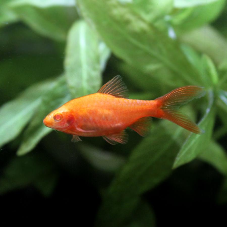 熱帯魚 アルビノスーパーコメットチェリー バルブ ３匹 沖縄航空便要保温 最大67 オフ 北海道 九州