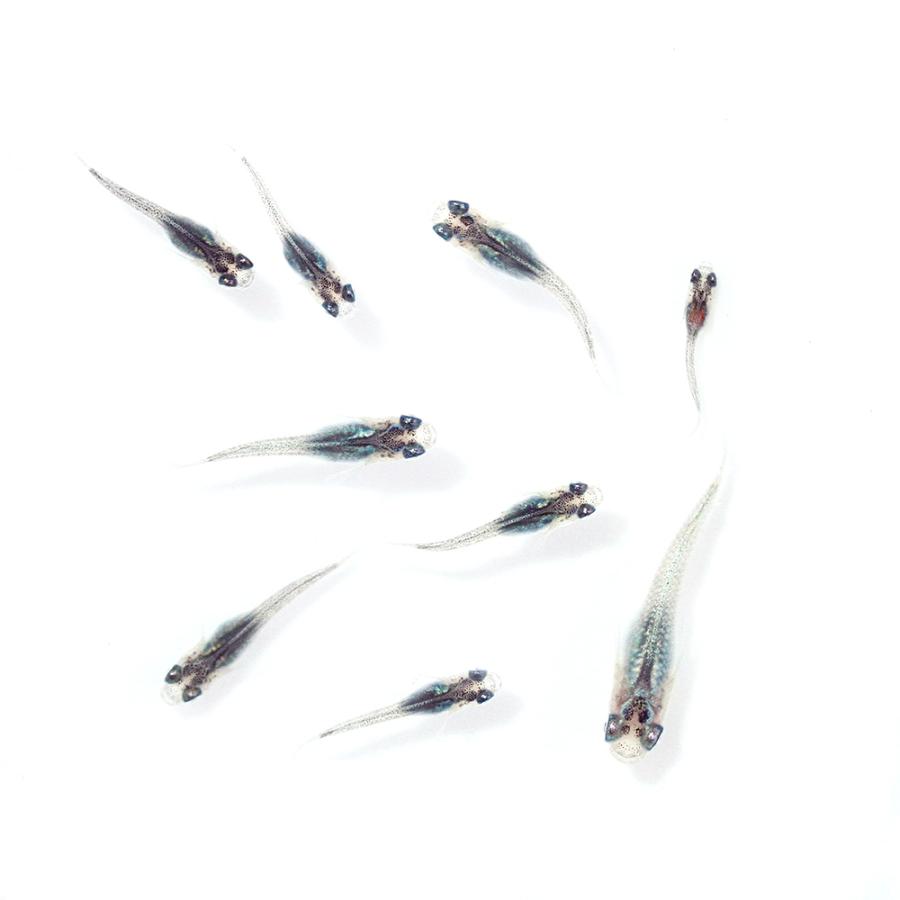 メダカ（サファイア背鰭なし幼魚）無選別10匹
