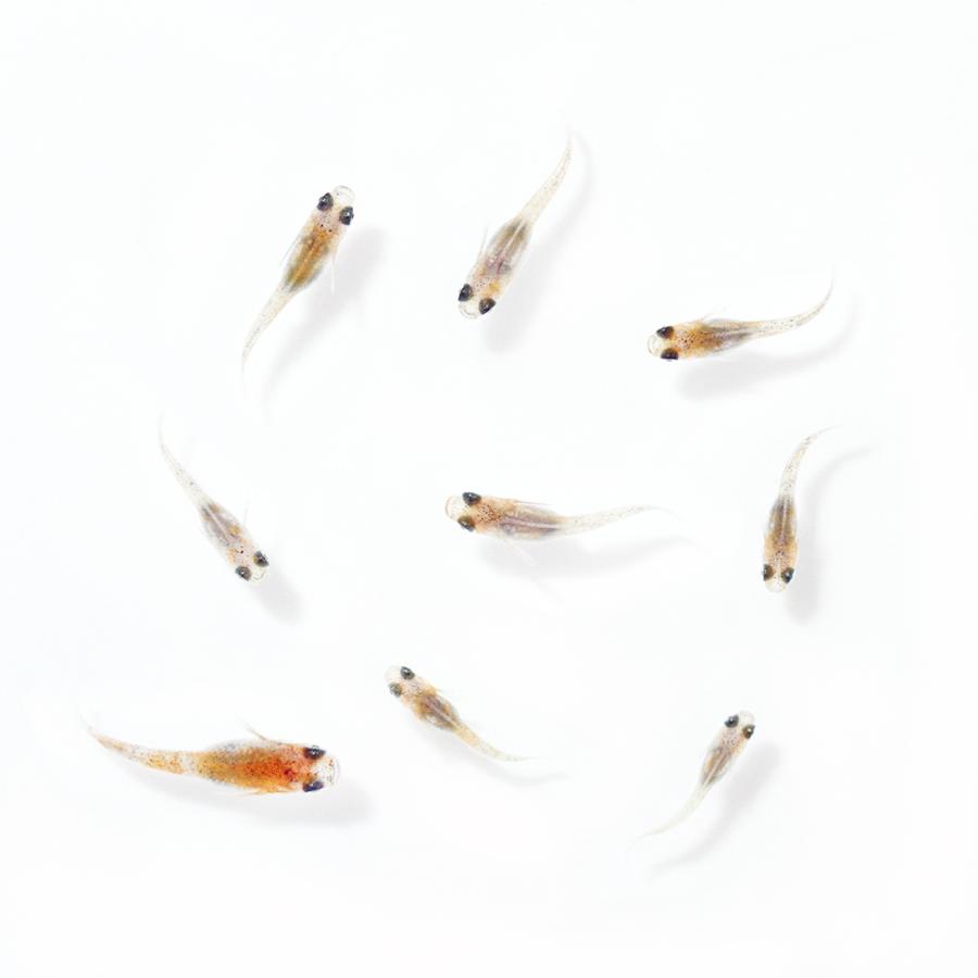 めだか 無選別 行田錦メダカ ｆ１ 稚魚 ５匹 チャーム Charm Paypayモール店 通販 Paypayモール