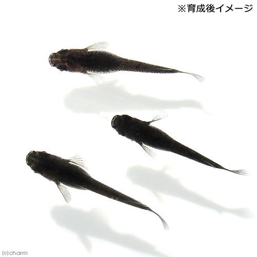 めだか 無選別 オロチメダカ おろちめだか １０匹 ｆ１ 特価キャンペーン 稚魚