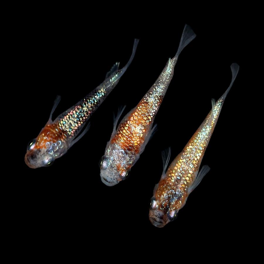 保存版 めだか 一点物 月華半ダルマメダカ 上州めだか １トリオ 沖縄別途送料 チャーム Charm Paypayモール店 通販 Paypayモール 高速配送 Madalis Jp