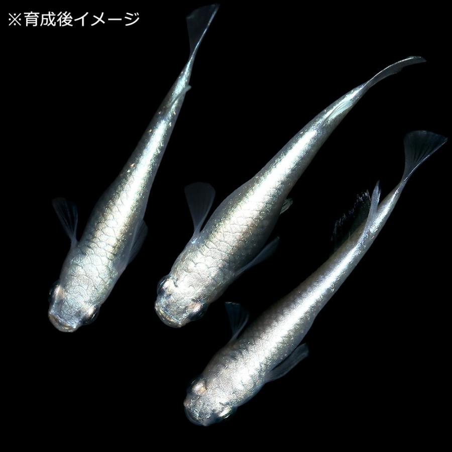 めだか 数量限定 無選別 プラチナ幹之メダカ 中里氏直系 １０匹 稚魚 ｆ１
