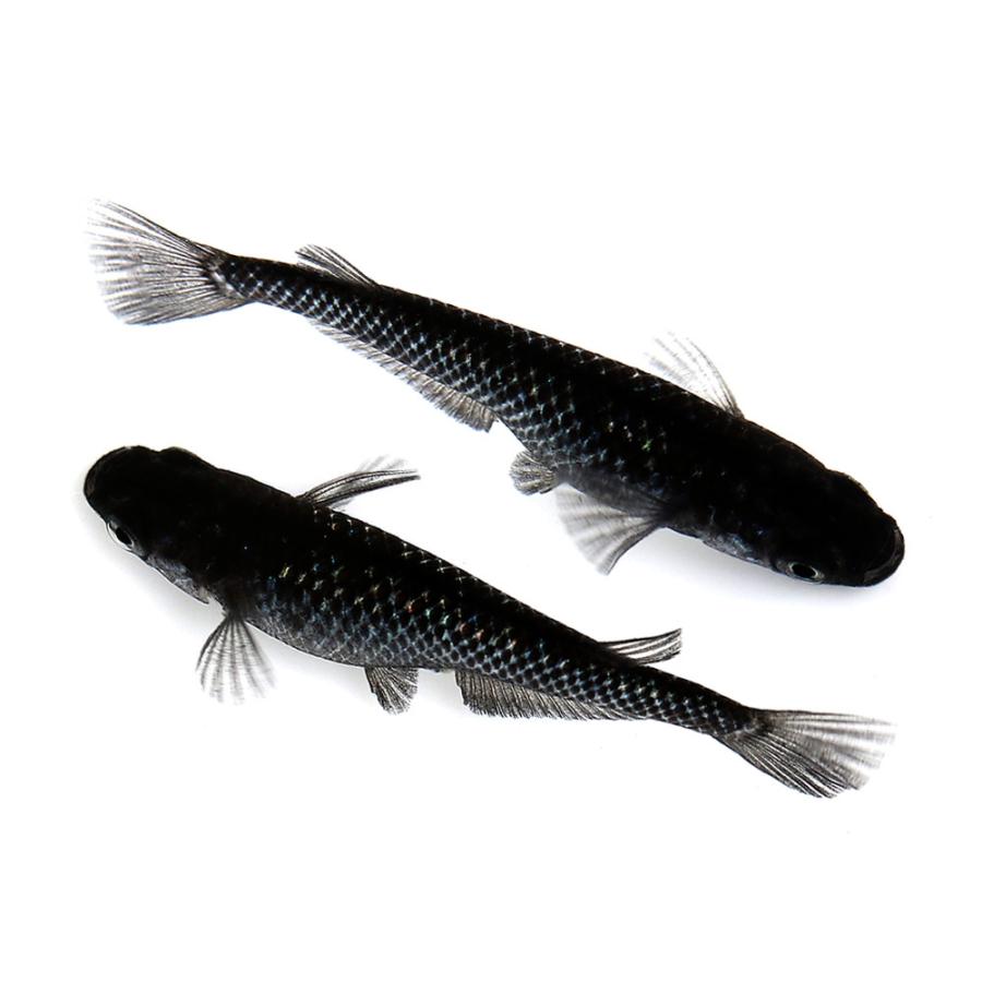 最大48 Offクーポン めだか ブラックダイヤメダカ 中里氏直系 １ペア 4 770円 Aynaelda Com