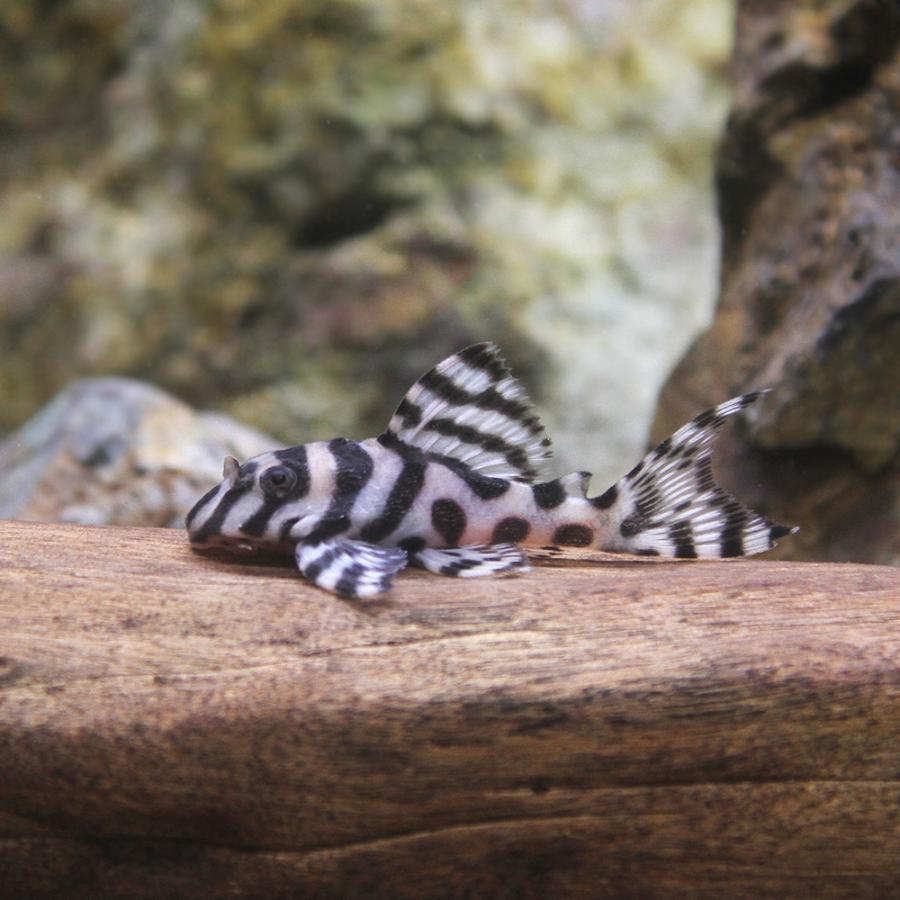 インペリアルゼブラプレコ、ニューメガクラウンペコルティア