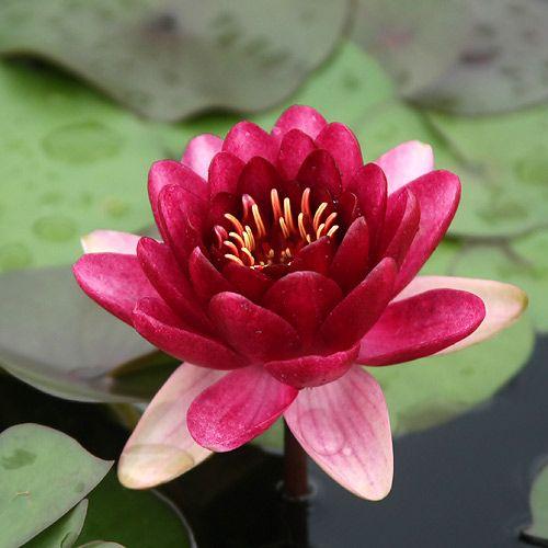チャーム（charm） （ビオトープ）睡蓮 温帯性睡蓮（スイレン）（赤