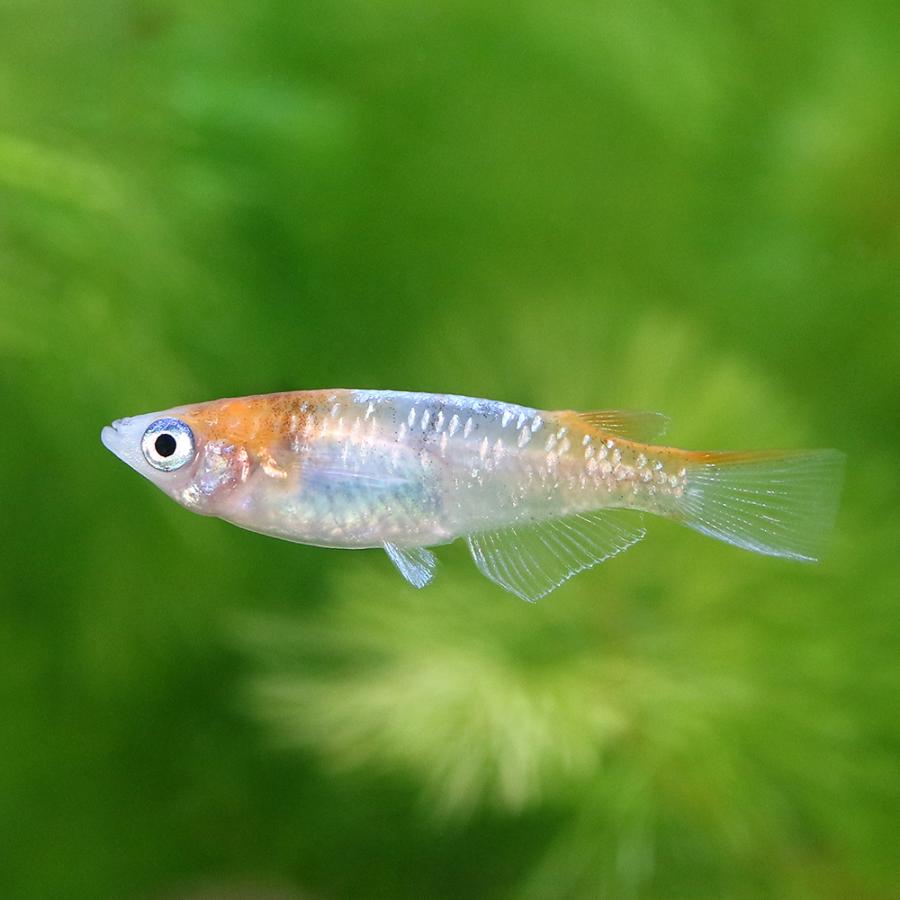 めだか 三色ラメ体外光メダカ ｗｉ ０１ １匹 北海道 九州航空便要保温 チャーム Charm Paypayモール店 通販 Paypayモール