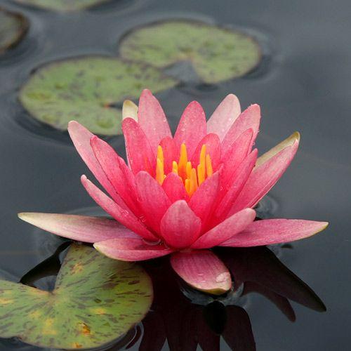 ビオトープ 睡蓮 姫睡蓮 ヒメスイレン 桃 リトル スー １ポット 休眠株 チャーム Charm ヤフー店 通販 Yahoo ショッピング