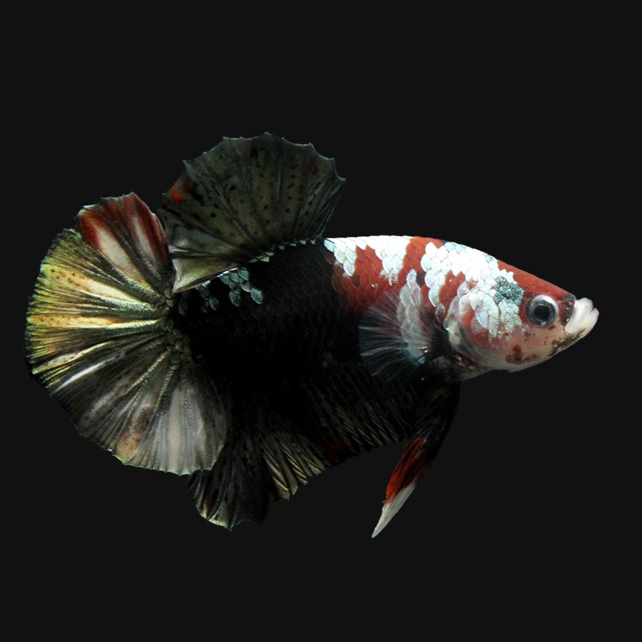 熱帯魚 一点物 鯉ベタ ハーフムーンプラカット コイカラー コッパー オス １匹 北海道 九州航空便要保温 沖縄別途送料 チャーム Charm Paypayモール店 通販 Paypayモール