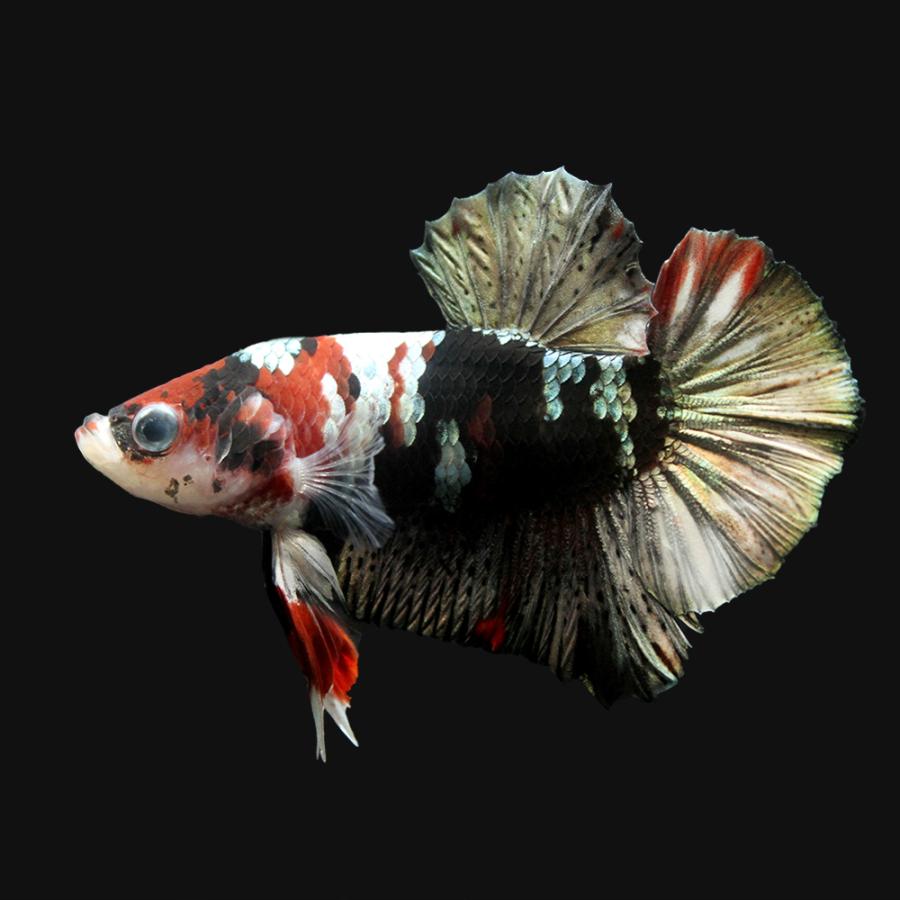 熱帯魚 一点物 鯉ベタ ハーフムーンプラカット コイカラー コッパー オス １匹 北海道 九州航空便要保温 沖縄別途送料 チャーム Charm Paypayモール店 通販 Paypayモール