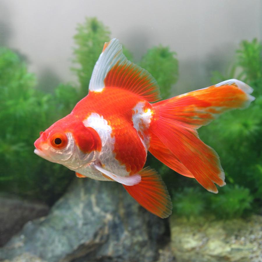 国産金魚 一点物 飯田琉金 更紗 １匹 沖縄別途送料 北海道航空便要保温 チャーム Charm Paypayモール店 通販 Paypayモール