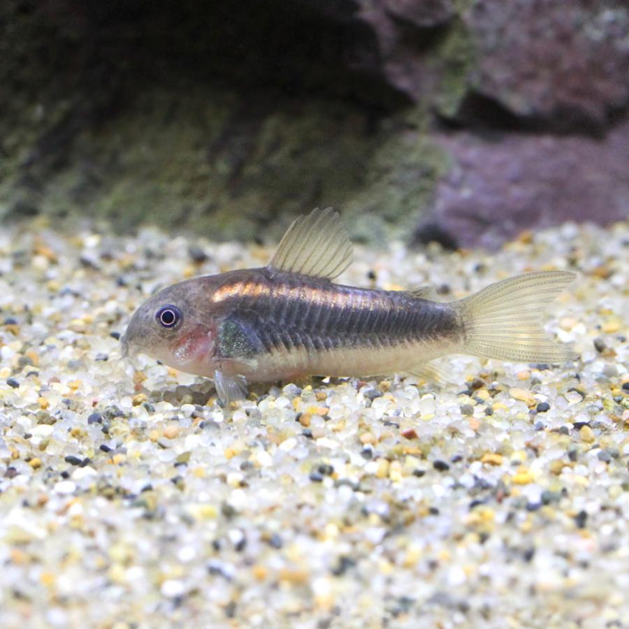 熱帯魚 コリドラス イルミネータス レッド ブリード １匹 北海道 九州 沖縄航空便要保温 チャーム Charm Paypayモール店 通販 Paypayモール
