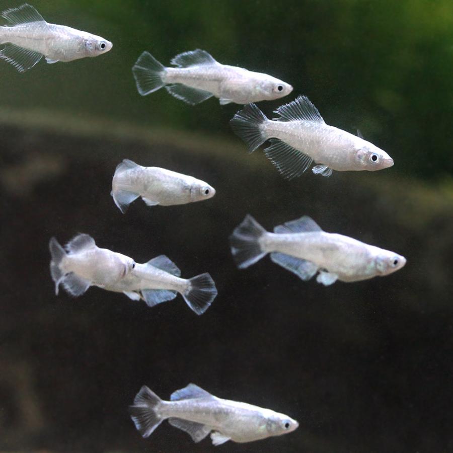 ずしもこの めだか ダイヤモンドブルージェイ Paypayモール店 通販 Paypayモール 中里氏直系 １ペア 沖縄別途送料 チャーム Charm をぶら Www Blaskogabyggd Is