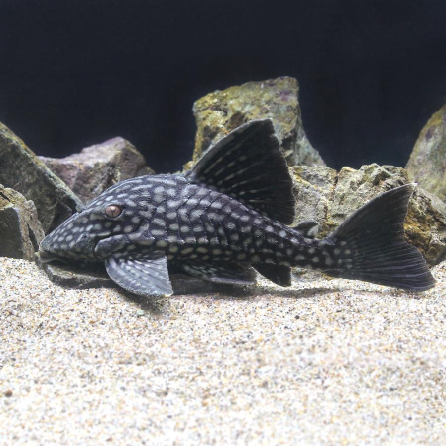 楽天市場 正規品の通販 熱帯魚 一点物 フルスポット ロイヤルプレコ １９ ２０ｃｍ １匹 北海道航空便要保温 沖縄別途送料 高品質 低価格 Collabnation In