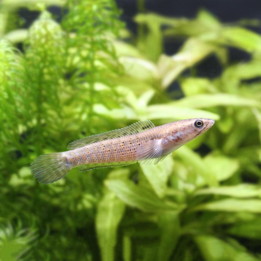 チャンナプルクラ　±20 熱帯魚 チャンナプルクラの飼育法～大きさ・餌・混泳・水槽サイズなど