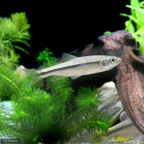 淡水魚 ヌマムツ ｓサイズ ５匹 淡水魚 川魚 Thebestboatbrands Force5 Dev