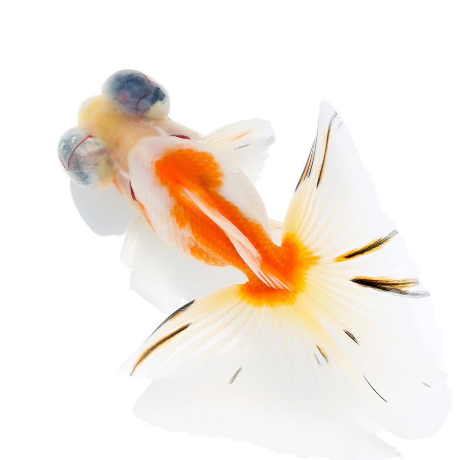 国産金魚 一点物 桜蝶尾 ９ｃｍ １匹 沖縄別途送料 チャーム Charm Paypayモール店 通販 Paypayモール