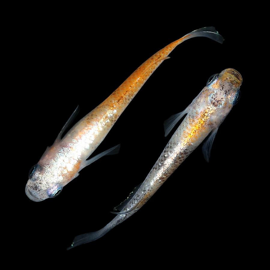 めだか 一点物 紅灯メダカ チャーム ｍ１ ａ １ペア 沖縄別途送料 チャーム Charm 店 通販 メダカ Charm