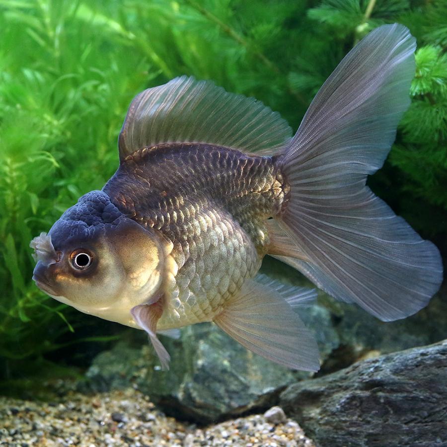 新しいコレクション 金魚 一点物 オランダシシガシラ ローズテール 中国産 ９ｃｍ １匹 沖縄別途送料 保証書付 Zoetalentsolutions Com