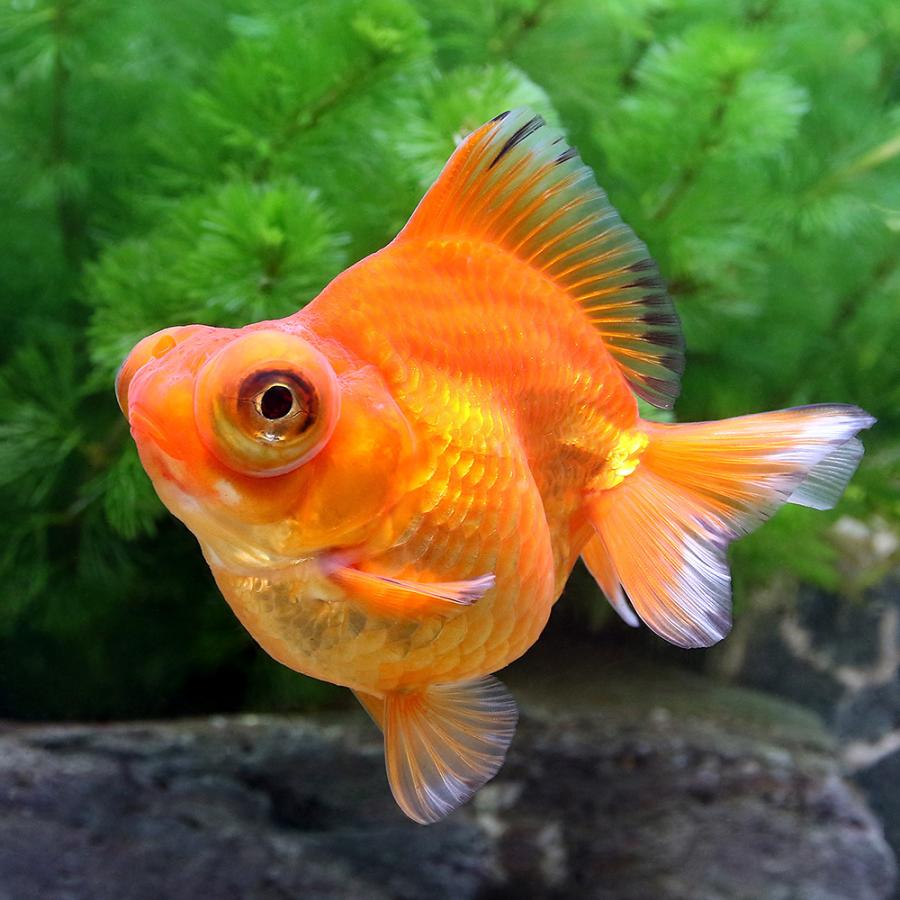 ウギンの目　ジャッジ褒賞 火星時間を取り入れた、名作“リストモン”メタリックモデル