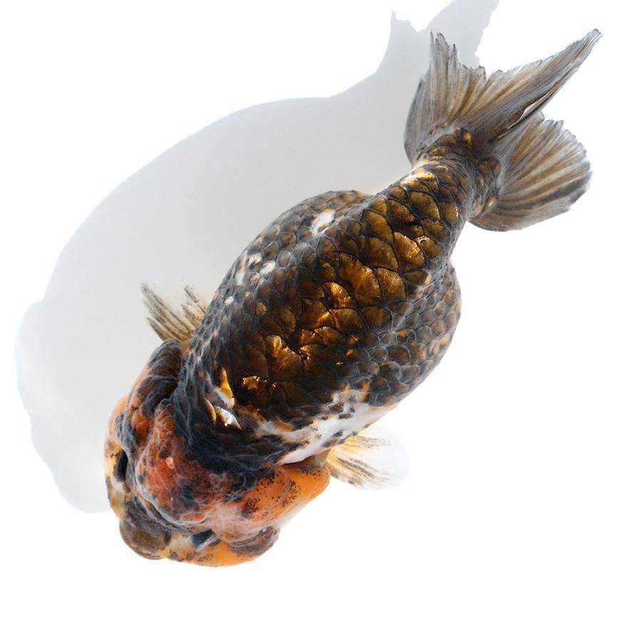 金魚 江戸 錦 販売