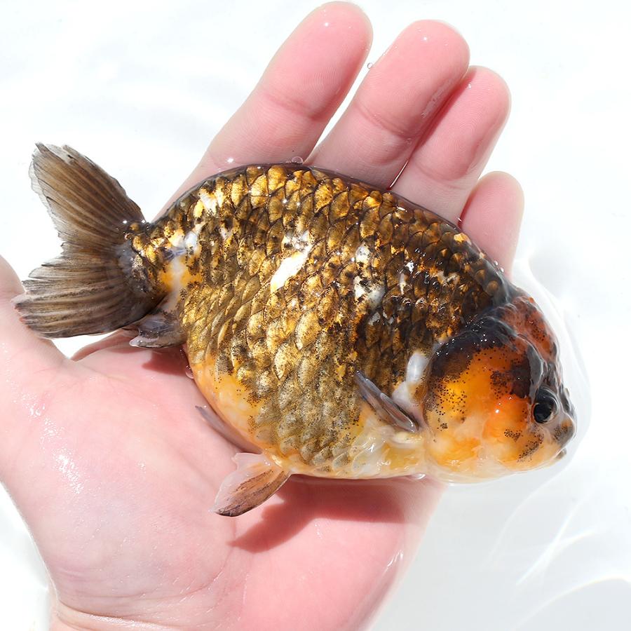 金魚 一点物 江戸錦 １２ｃｍ 中国産 沖縄別途送料 チャーム Charm Paypayモール店 通販 Paypayモール